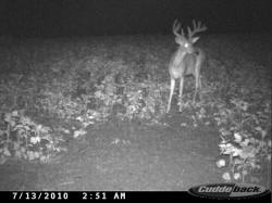 Kentucky deer hunting, western kentucky deer hunting, deer hunting, hunting, archery, Whitetail deer hunting, west ky whitetail hunting, kentucky whitetail outfitters, boone & crocket