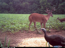 Kentucky deer hunting, western kentucky deer hunting, deer hunting, hunting, archery, Whitetail deer hunting, west ky whitetail hunting, kentucky whitetail outfitters, boone & crocket