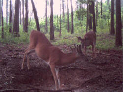Kentucky deer hunting, western kentucky deer hunting, deer hunting, hunting, archery, Whitetail deer hunting, west ky whitetail hunting, kentucky whitetail outfitters, boone & crocket