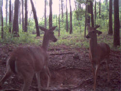 Kentucky deer hunting, western kentucky deer hunting, deer hunting, hunting, archery, Whitetail deer hunting, west ky whitetail hunting, kentucky whitetail outfitters, boone & crocket