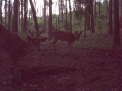Kentucky deer hunting, western kentucky deer hunting, deer hunting, hunting, archery, Whitetail deer hunting, west ky whitetail hunting, kentucky whitetail outfitters, boone & crocket