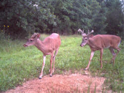 Kentucky deer hunting, western kentucky deer hunting, deer hunting, hunting, archery, Whitetail deer hunting, west ky whitetail hunting, kentucky whitetail outfitters, boone & crocket