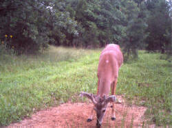 Kentucky deer hunting, western kentucky deer hunting, deer hunting, hunting, archery, Whitetail deer hunting, west ky whitetail hunting, kentucky whitetail outfitters, boone & crocket