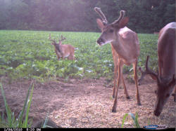 Kentucky deer hunting, western kentucky deer hunting, deer hunting, hunting, archery, Whitetail deer hunting, west ky whitetail hunting, kentucky whitetail outfitters, boone & crocket