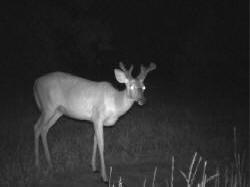 Kentucky deer hunting, western kentucky deer hunting, deer hunting, hunting, archery, Whitetail deer hunting, west ky whitetail hunting, kentucky whitetail outfitters, boone & crocket