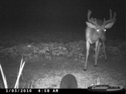 Kentucky deer hunting, western kentucky deer hunting, deer hunting, hunting, archery, Whitetail deer hunting, west ky whitetail hunting, kentucky whitetail outfitters, boone & crocket