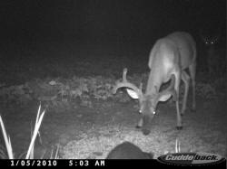 Kentucky deer hunting, western kentucky deer hunting, deer hunting, hunting, archery, Whitetail deer hunting, west ky whitetail hunting, kentucky whitetail outfitters, boone & crocket