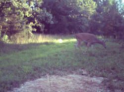 Kentucky deer hunting, western kentucky deer hunting, deer hunting, hunting, archery, Whitetail deer hunting, west ky whitetail hunting, kentucky whitetail outfitters, boone & crocket