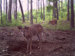 Kentucky deer hunting, western kentucky deer hunting, deer hunting, hunting, archery, Whitetail deer hunting, west ky whitetail hunting, kentucky whitetail outfitters, boone & crocket