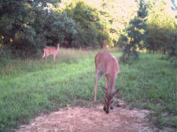 Kentucky deer hunting, western kentucky deer hunting, deer hunting, hunting, archery, Whitetail deer hunting, west ky whitetail hunting, kentucky whitetail outfitters, boone & crocket