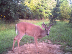 Kentucky deer hunting, western kentucky deer hunting, deer hunting, hunting, archery, Whitetail deer hunting, west ky whitetail hunting, kentucky whitetail outfitters, boone & crocket