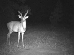 Kentucky deer hunting, western kentucky deer hunting, deer hunting, hunting, archery, Whitetail deer hunting, west ky whitetail hunting, kentucky whitetail outfitters, boone & crocket