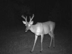 Kentucky deer hunting, western kentucky deer hunting, deer hunting, hunting, archery, Whitetail deer hunting, west ky whitetail hunting, kentucky whitetail outfitters, boone & crocket