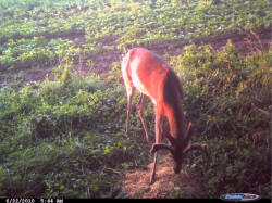 Kentucky deer hunting, western kentucky deer hunting, deer hunting, hunting, archery, Whitetail deer hunting, west ky whitetail hunting, kentucky whitetail outfitters, boone & crocket