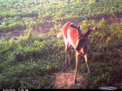 Kentucky deer hunting, western kentucky deer hunting, deer hunting, hunting, archery, Whitetail deer hunting, west ky whitetail hunting, kentucky whitetail outfitters, boone & crocket