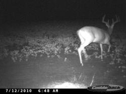 Kentucky deer hunting, western kentucky deer hunting, deer hunting, hunting, archery, Whitetail deer hunting, west ky whitetail hunting, kentucky whitetail outfitters, boone & crocket