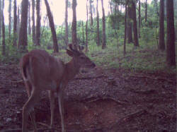 Kentucky deer hunting, western kentucky deer hunting, deer hunting, hunting, archery, Whitetail deer hunting, west ky whitetail hunting, kentucky whitetail outfitters, boone & crocket
