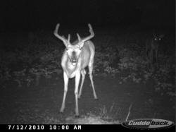 Kentucky deer hunting, western kentucky deer hunting, deer hunting, hunting, archery, Whitetail deer hunting, west ky whitetail hunting, kentucky whitetail outfitters, boone & crocket