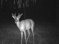 Kentucky deer hunting, western kentucky deer hunting, deer hunting, hunting, archery, Whitetail deer hunting, west ky whitetail hunting, kentucky whitetail outfitters, boone & crocket