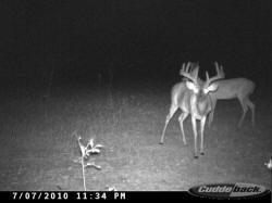 Kentucky deer hunting, western kentucky deer hunting, deer hunting, hunting, archery, Whitetail deer hunting, west ky whitetail hunting, kentucky whitetail outfitters, boone & crocket