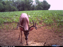 Kentucky deer hunting, western kentucky deer hunting, deer hunting, hunting, archery, Whitetail deer hunting, west ky whitetail hunting, kentucky whitetail outfitters, boone & crocket