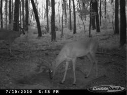 Kentucky deer hunting, western kentucky deer hunting, deer hunting, hunting, archery, Whitetail deer hunting, west ky whitetail hunting, kentucky whitetail outfitters, boone & crocket
