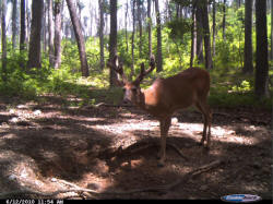 Kentucky deer hunting, western kentucky deer hunting, deer hunting, hunting, archery, Whitetail deer hunting, west ky whitetail hunting, kentucky whitetail outfitters, boone & crocket