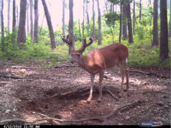 Kentucky deer hunting, western kentucky deer hunting, deer hunting, hunting, archery, Whitetail deer hunting, west ky whitetail hunting, kentucky whitetail outfitters, boone & crocket