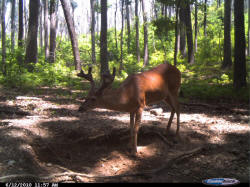 Kentucky deer hunting, western kentucky deer hunting, deer hunting, hunting, archery, Whitetail deer hunting, west ky whitetail hunting, kentucky whitetail outfitters, boone & crocket