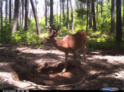 Kentucky deer hunting, western kentucky deer hunting, deer hunting, hunting, archery, Whitetail deer hunting, west ky whitetail hunting, kentucky whitetail outfitters, boone & crocket