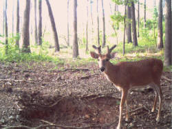 Kentucky deer hunting, western kentucky deer hunting, deer hunting, hunting, archery, Whitetail deer hunting, west ky whitetail hunting, kentucky whitetail outfitters, boone & crocket