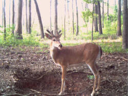 Kentucky deer hunting, western kentucky deer hunting, deer hunting, hunting, archery, Whitetail deer hunting, west ky whitetail hunting, kentucky whitetail outfitters, boone & crocket