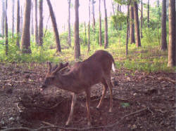 Kentucky deer hunting, western kentucky deer hunting, deer hunting, hunting, archery, Whitetail deer hunting, west ky whitetail hunting, kentucky whitetail outfitters, boone & crocket