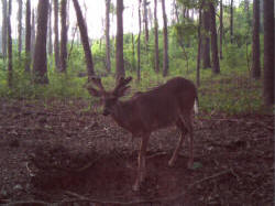 Kentucky deer hunting, western kentucky deer hunting, deer hunting, hunting, archery, Whitetail deer hunting, west ky whitetail hunting, kentucky whitetail outfitters, boone & crocket