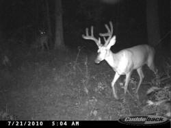 Kentucky deer hunting, western kentucky deer hunting, deer hunting, hunting, archery, Whitetail deer hunting, west ky whitetail hunting, kentucky whitetail outfitters, boone & crocket