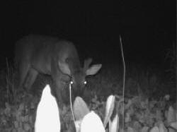 Kentucky deer hunting, western kentucky deer hunting, deer hunting, hunting, archery, Whitetail deer hunting, west ky whitetail hunting, kentucky whitetail outfitters, boone & crocket
