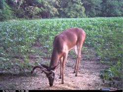 Kentucky deer hunting, western kentucky deer hunting, deer hunting, hunting, archery, Whitetail deer hunting, west ky whitetail hunting, kentucky whitetail outfitters, boone & crocket
