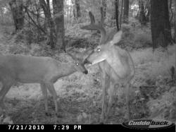 Kentucky deer hunting, western kentucky deer hunting, deer hunting, hunting, archery, Whitetail deer hunting, west ky whitetail hunting, kentucky whitetail outfitters, boone & crocket