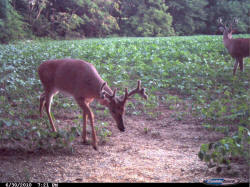 Kentucky deer hunting, western kentucky deer hunting, deer hunting, hunting, archery, Whitetail deer hunting, west ky whitetail hunting, kentucky whitetail outfitters, boone & crocket