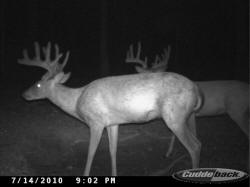 Kentucky deer hunting, western kentucky deer hunting, deer hunting, hunting, archery, Whitetail deer hunting, west ky whitetail hunting, kentucky whitetail outfitters, boone & crocket