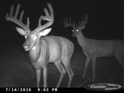 Kentucky deer hunting, western kentucky deer hunting, deer hunting, hunting, archery, Whitetail deer hunting, west ky whitetail hunting, kentucky whitetail outfitters, boone & crocket