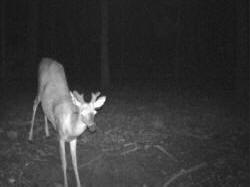Kentucky deer hunting, western kentucky deer hunting, deer hunting, hunting, archery, Whitetail deer hunting, west ky whitetail hunting, kentucky whitetail outfitters, boone & crocket
