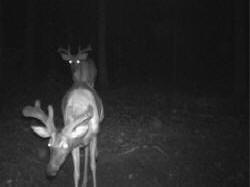 Kentucky deer hunting, western kentucky deer hunting, deer hunting, hunting, archery, Whitetail deer hunting, west ky whitetail hunting, kentucky whitetail outfitters, boone & crocket