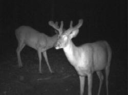 Kentucky deer hunting, western kentucky deer hunting, deer hunting, hunting, archery, Whitetail deer hunting, west ky whitetail hunting, kentucky whitetail outfitters, boone & crocket