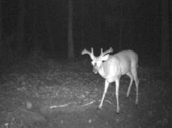 Kentucky deer hunting, western kentucky deer hunting, deer hunting, hunting, archery, Whitetail deer hunting, west ky whitetail hunting, kentucky whitetail outfitters, boone & crocket