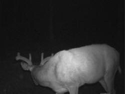 Kentucky deer hunting, western kentucky deer hunting, deer hunting, hunting, archery, Whitetail deer hunting, west ky whitetail hunting, kentucky whitetail outfitters, boone & crocket