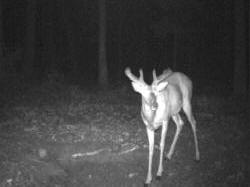 Kentucky deer hunting, western kentucky deer hunting, deer hunting, hunting, archery, Whitetail deer hunting, west ky whitetail hunting, kentucky whitetail outfitters, boone & crocket