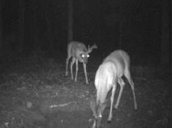 Kentucky deer hunting, western kentucky deer hunting, deer hunting, hunting, archery, Whitetail deer hunting, west ky whitetail hunting, kentucky whitetail outfitters, boone & crocket