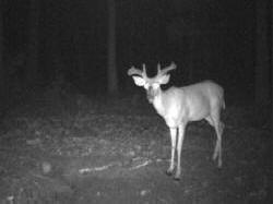 Kentucky deer hunting, western kentucky deer hunting, deer hunting, hunting, archery, Whitetail deer hunting, west ky whitetail hunting, kentucky whitetail outfitters, boone & crocket