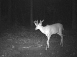 Kentucky deer hunting, western kentucky deer hunting, deer hunting, hunting, archery, Whitetail deer hunting, west ky whitetail hunting, kentucky whitetail outfitters, boone & crocket